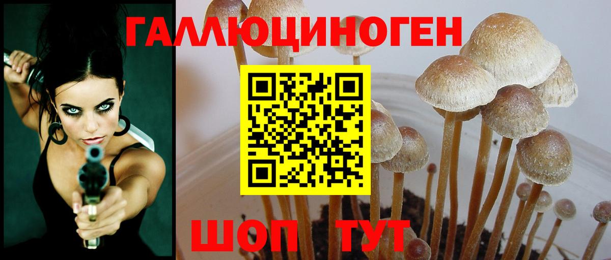 Железноводск  Псилоцибиновые грибы Psilocybe  Вход с VPN 